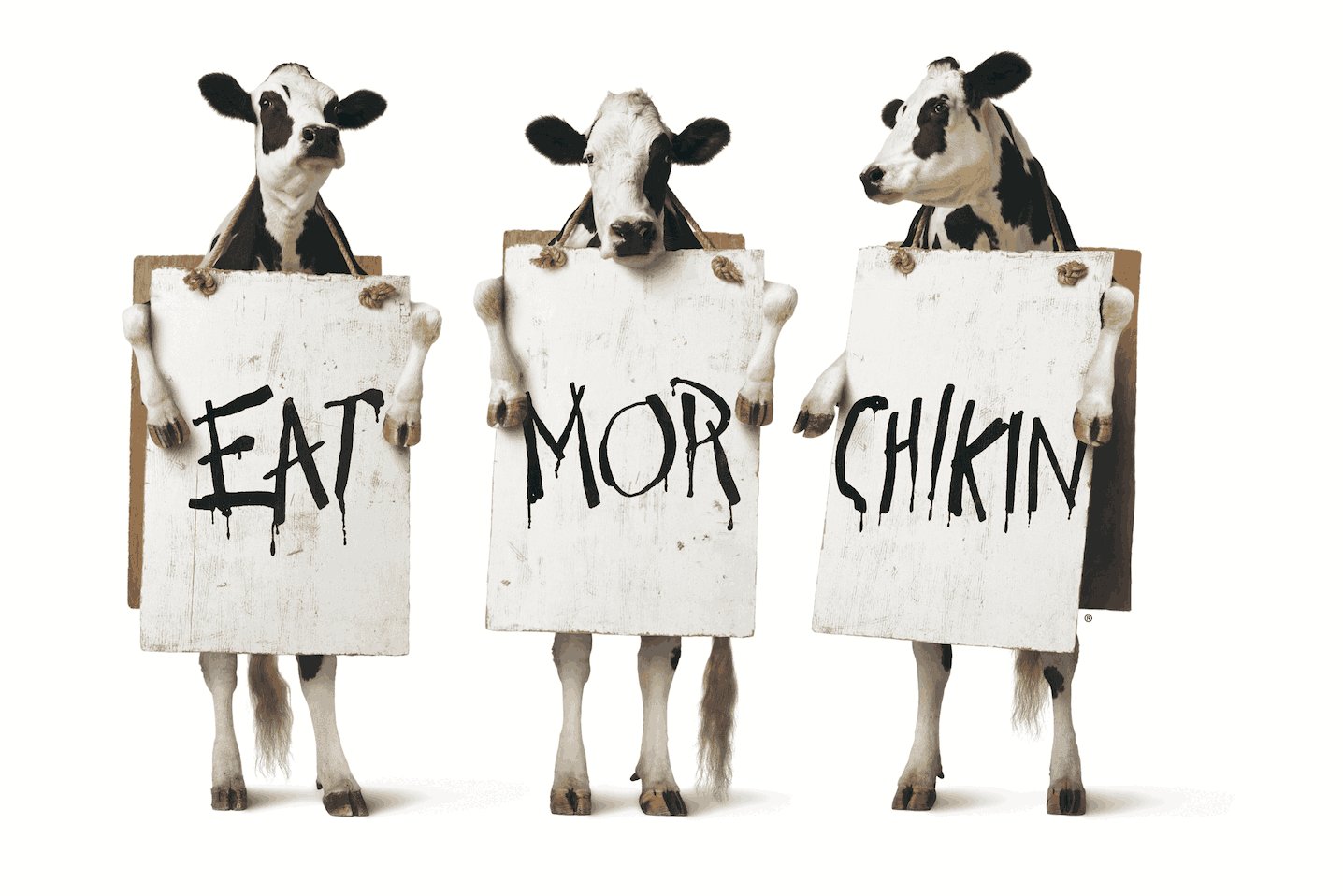 Who are the Cows? ChickfilA